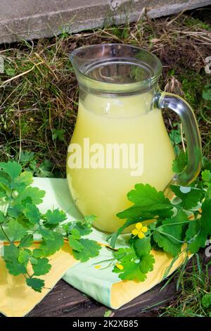 Glasflasche mit Milchtinktur aus Blüten von chelidonium majus, Celandine, Nipplewort, Schluckkraut, Tetterkraut im alten Garten Präparationsmedikamente. Stockfoto