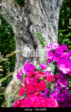 Phlox paniculata, Herbstphlox oder Gartenphlox, mehrjähriger Phlox im alten Sommergarten Stockfoto