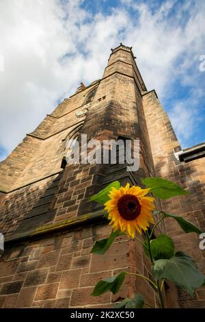 Einzelne Sonnenblume am Boden des Sandstein-Westturms der St. Thomas' Church, Srtockton Heath, Chesshire, Großbritannien Stockfoto