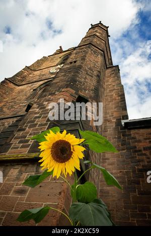 Einzelne Sonnenblume am Boden des Sandstein-Westturms der St. Thomas' Church, Srtockton Heath, Chesshire, Großbritannien Stockfoto