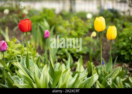 Blumen im Blumenbeet. Tulpen im Sommer. Stockfoto