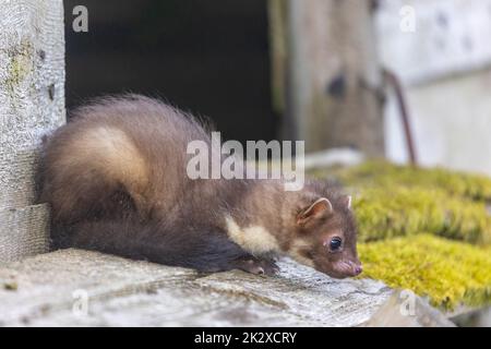 Der junge Marder sitzt auf einem Holzhaus. Stockfoto