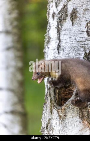 Marten posiert auf einem Birkenstamm. Vertikal. Stockfoto