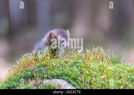 Der Kopf des süßen jungen Marder, der im Moos posiert Stockfoto