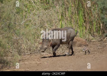 Weibliche Nolan Warzenschweine Phacochoerus africanus africanus mit einem Jungen. Stockfoto