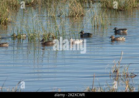 Garganey-Spatula querquedula-Herde in einer Lagune. Stockfoto