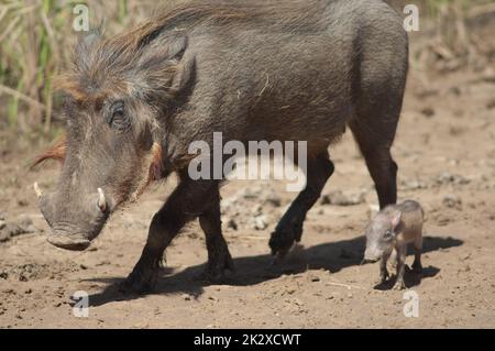 Weibliche Nolan Warzenschweine Phacochoerus africanus africanus mit einem Jungen. Stockfoto