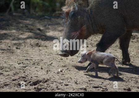 Weibliche Nolan Warzenschweine Phacochoerus africanus africanus mit einem Jungen. Stockfoto