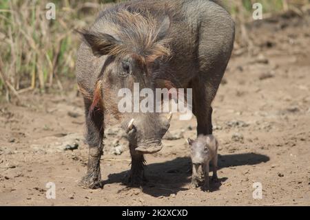 Weibliche Nolan Warzenschweine Phacochoerus africanus africanus mit einem Jungen. Stockfoto