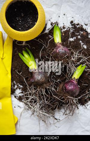 Hyazinthen-Zwiebeln liegen auf dem Boden, werden in einen Topf verpflanzt, gelbe Handschuhe und Scheren liegen in der Nähe. Frühlingsstimmung. Blick von oben. Stockfoto