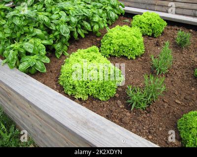 Blattsalat, Basilikum und Rosmarin in einem hölzernen Gartenbett Stockfoto