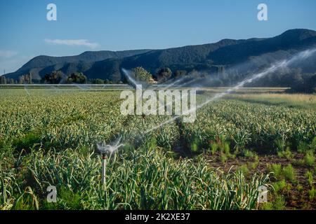 Sprinkler bewässern das Ackerland mit Blick auf die Berge Stockfoto