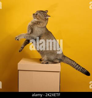 Erwachsene graue Katze, kurzhaarige schottische geradohrige Katze, sitzt auf einem gelben Hintergrund. Das Tier sitzt auf einem braunen Karton Stockfoto