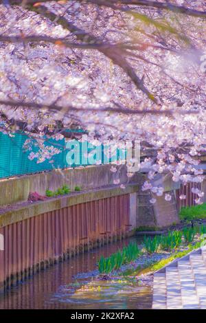 Sumiyoshi Sakura (Kirschblüten entlang Yoshi Shibukawa) Stockfoto