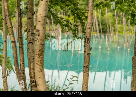 Blauer Teich, der wie ein Wald aussieht (Hokkaido Biei-Cho) Stockfoto