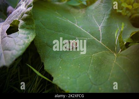 Zwei goldene Hochzeit Ringe liegen auf Blätter Pflanze. Stockfoto