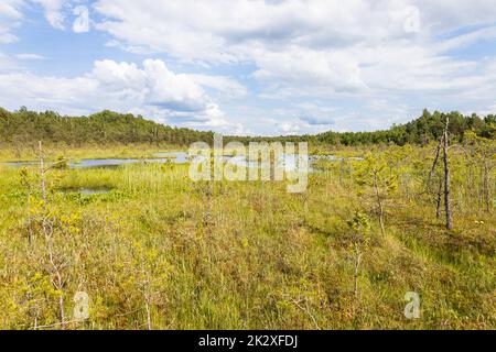 Sumpf umgeben von Wald. Sumpfiges Land und Feuchtgebiet, Sumpf, Moor Stockfoto