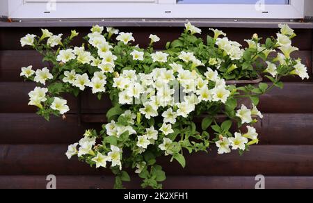 Fensterkasten mit weißen Petunien. Weiß blühende Pflanzen in einer Blumenkachtel im Fensterbrett Stockfoto