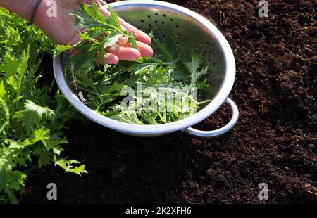 Der Hintergrund der grünen Blätter des japanischen senfes mizuna im Garten, Draufsicht. Weibliche Hände pflücken Blätter. Nützliche Gewürzkräuter für vegane und vegetarische Ernährung mit Vitaminen Stockfoto