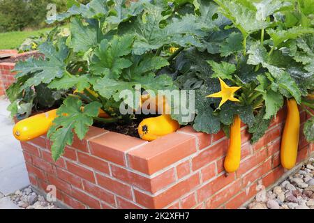 Ein moderner Gemüsegarten mit erhöhten Backsteinbeeten. Hochbeete, die in einem städtischen Garten Pflanzen, Kräuter, Gewürze, Beeren und Gemüse, Zucchini anbauen Stockfoto