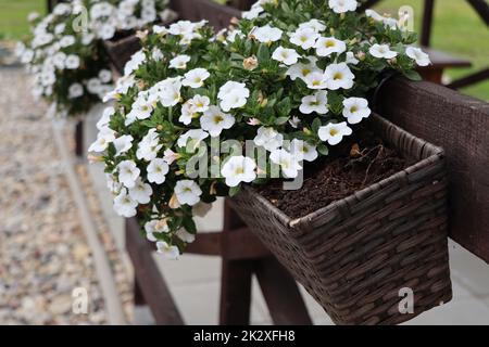 Eine schöne Gartenfenster-Box mit weißen Sommerblumen gepflanzt Stockfoto