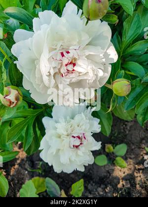 Zwei weiße Pfingstrosen auf grünem Buschhintergrund. Blumenhintergrund mit Platz zum Kopieren Stockfoto