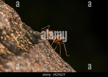 OWeaver Ameisen oder Grüne Ameisen. Körper, Tentakel und Beine sind orange auf trockenem Holz. Stockfoto