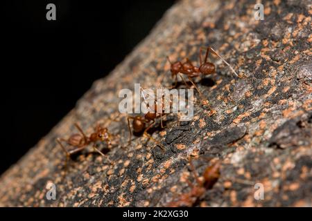 OWeaver Ameisen oder Grüne Ameisen. Körper, Tentakel und Beine sind orange auf trockenem Holz. Stockfoto