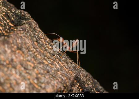 OWeaver Ameisen oder Grüne Ameisen. Körper, Tentakel und Beine sind orange auf trockenem Holz. Stockfoto