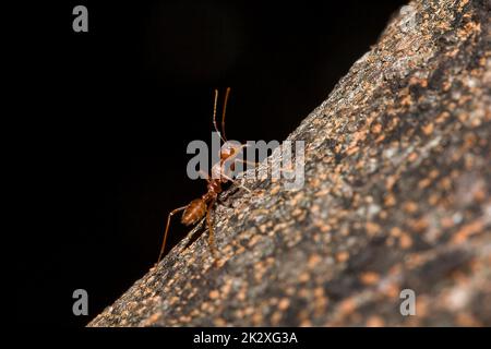 OWeaver Ameisen oder Grüne Ameisen. Körper, Tentakel und Beine sind orange auf trockenem Holz. Stockfoto