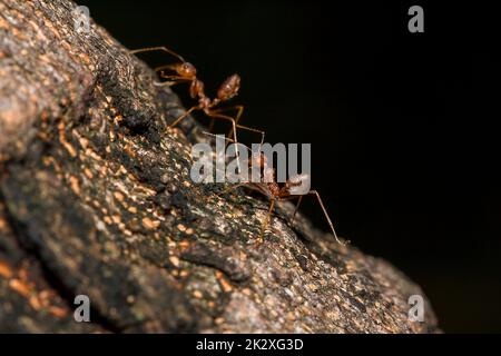 OWeaver Ameisen oder Grüne Ameisen. Körper, Tentakel und Beine sind orange auf trockenem Holz. Stockfoto