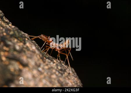 OWeaver Ameisen oder Grüne Ameisen. Körper, Tentakel und Beine sind orange auf trockenem Holz. Stockfoto