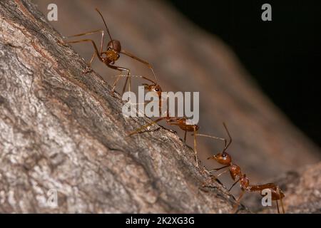 OWeaver Ameisen oder Grüne Ameisen. Körper, Tentakel und Beine sind orange auf trockenem Holz. Stockfoto