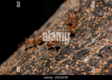 OWeaver Ameisen oder Grüne Ameisen. Körper, Tentakel und Beine sind orange auf trockenem Holz. Stockfoto