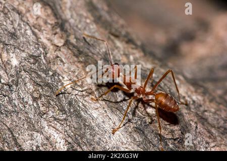 OWeaver Ameisen oder Grüne Ameisen. Körper, Tentakel und Beine sind orange auf trockenem Holz. Stockfoto