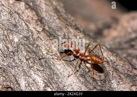 OWeaver Ameisen oder Grüne Ameisen. Körper, Tentakel und Beine sind orange auf trockenem Holz. Stockfoto