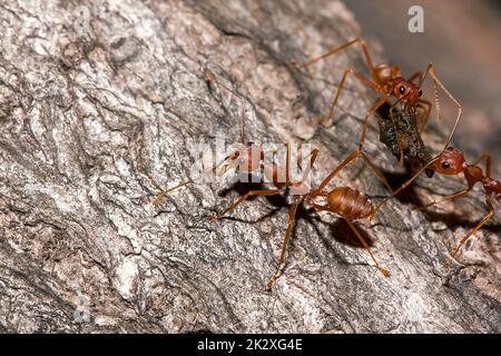 OWeaver Ameisen oder Grüne Ameisen. Auf trockenem Holz. Stockfoto