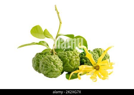 Frische Bergamotte oder Kaffir Limette und Blatt auf weißem Hintergrund mit Schneideweg. Stockfoto