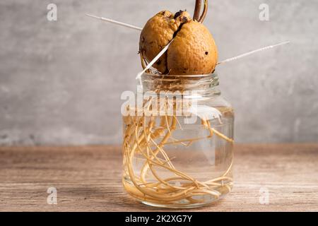 Avocado Sprout Pflanze aus dem Samen wachsen mit Wurzel in Wasserglas. Stockfoto