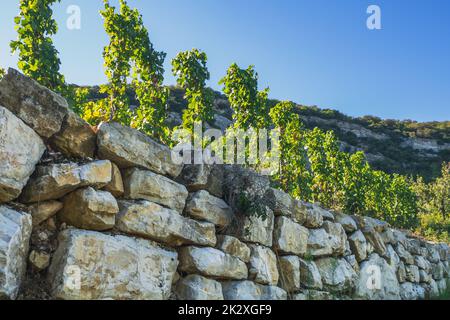 Weißes Traubenfeld am Hang eines felsigen Berges Stockfoto