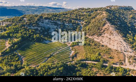 Panorama-Luftaufnahme der reifenden Traubenfelder während der Sommersaison. Weiße Traube für Wein. Einige Wochen vor der Ernte. Traubenfelder Stockfoto