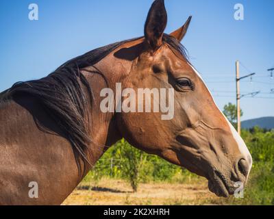 Ein braunes Pferd mit schwarzer Mähne Stockfoto