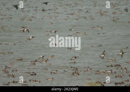 Herde von Garganey Spatula querquedula im Flug. Stockfoto