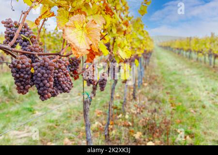 Trauben im Herbst Weinberg, Südmähren, Tschechische Republik Stockfoto