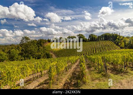 Die berühmtesten Weinberge der Toskana in der Nähe der Stadt Montalcino in Italien Stockfoto