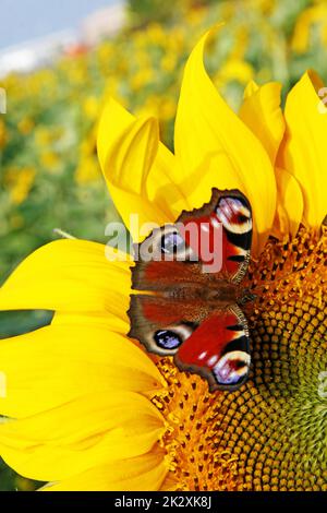 Leuchtend gelbe Sonnenblume mit Schmetterling an einem sonnigen Sommermorgen. Stockfoto