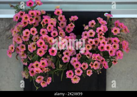 Pinkfarbene Petunien Blumen wunderschöne Pflanzen dekorative Blumen hängen im Freien Stockfoto