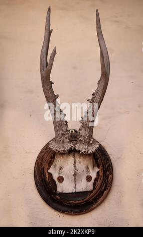 Ein Hirschgeweih mit einer Schädelplatte auf einer Holzplatte. Jagdtrophäe Stockfoto