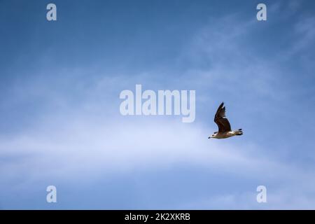 Porträt von Möwen am Meer, am Atlantischen Ozean. Stockfoto