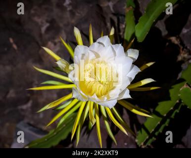 Die Blume, die Knospe der Drachenfrucht, der Kaktus der Drachenfrucht. Stockfoto